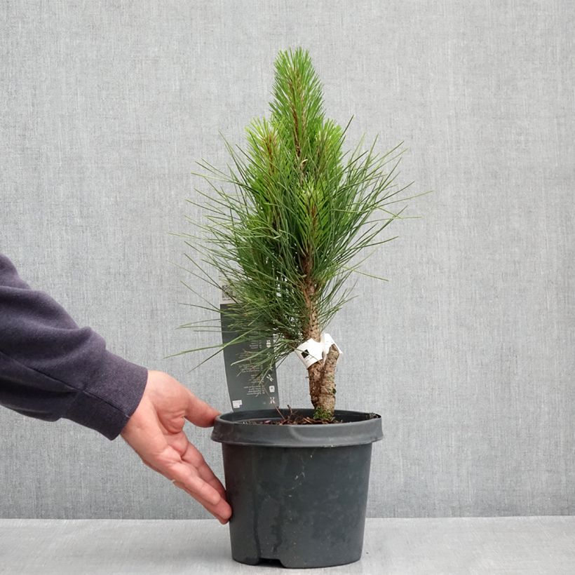 Example of Pinus nigra Green Tower - Zwarte den Pot van 2 l/3 l as you get in printemps
