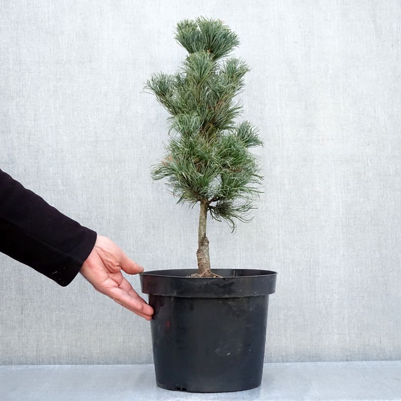 Exemplaar van Pinus parviflora Azumi Goye - Japanse witte den Pot van 7,5 l/10 l zoals geleverd in de herfst