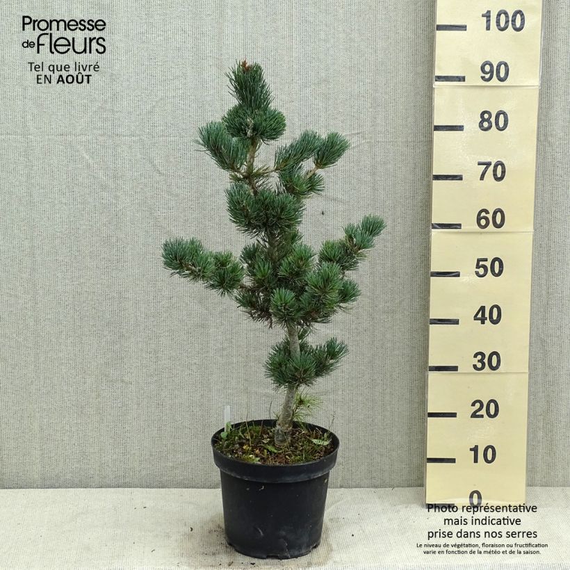 Exemplaar van Pinus parviflora Azumi Goye - Japanse witte den Pot van 7,5 l/10 l zoals geleverd in de zomer