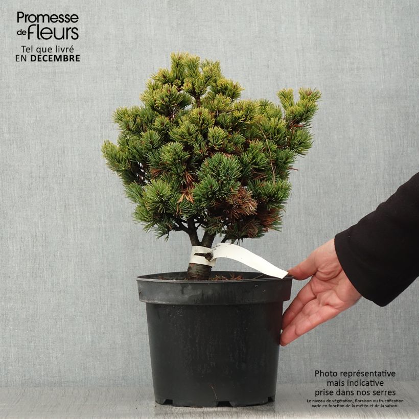 Exemplaar van Pinus parviflora Beran - Japanse witte den Pot van 4 l/5 l zoals geleverd in de herfst