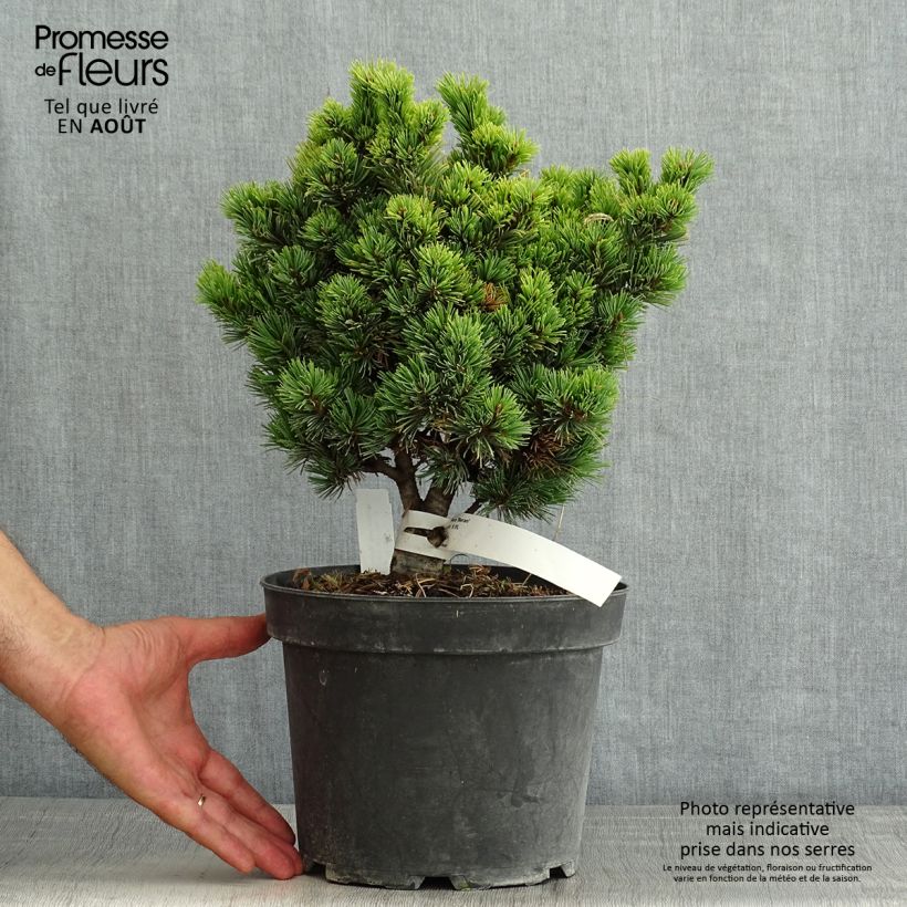 Exemplaar van Pinus parviflora Beran - Japanse witte den Pot van 4 l/5 l zoals geleverd in de zomer