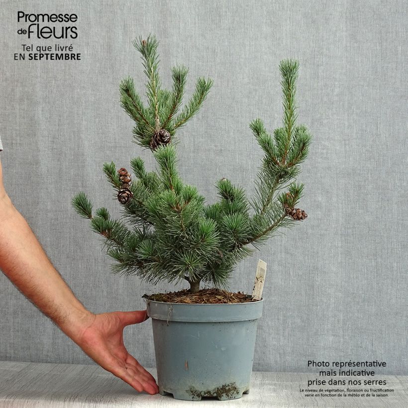 Exemplaar van Pinus parviflora Glauca - Japanse witte den Pot van 4 l/5 l zoals geleverd in de zomer