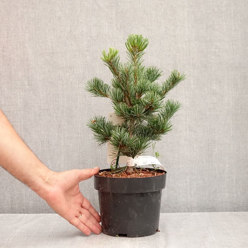 Exemplaar van Pinus parviflora Negishi - Japanse witte den Pot van 2 l/3 l zoals geleverd in de zomer