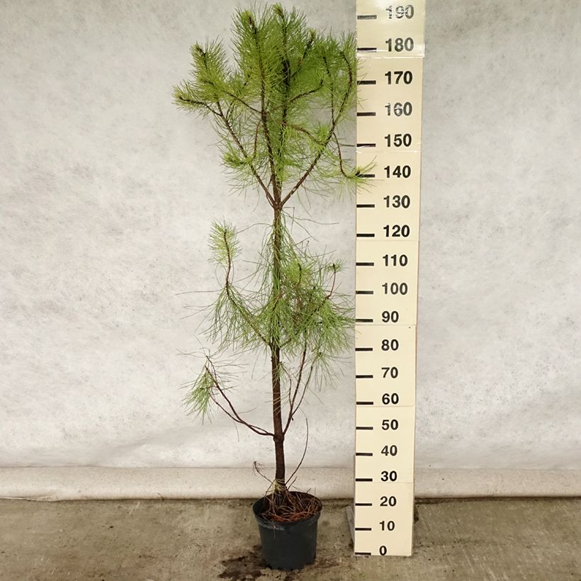 Exemplaar van Pinus pinaster - Zeeden Pot van 7,5 l/10 l zoals geleverd in de zomer