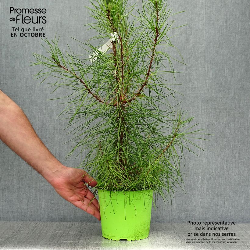Exemplaar van Pinus pinaster - Zeeden Pot van 2 l/3 l zoals geleverd in de herfst