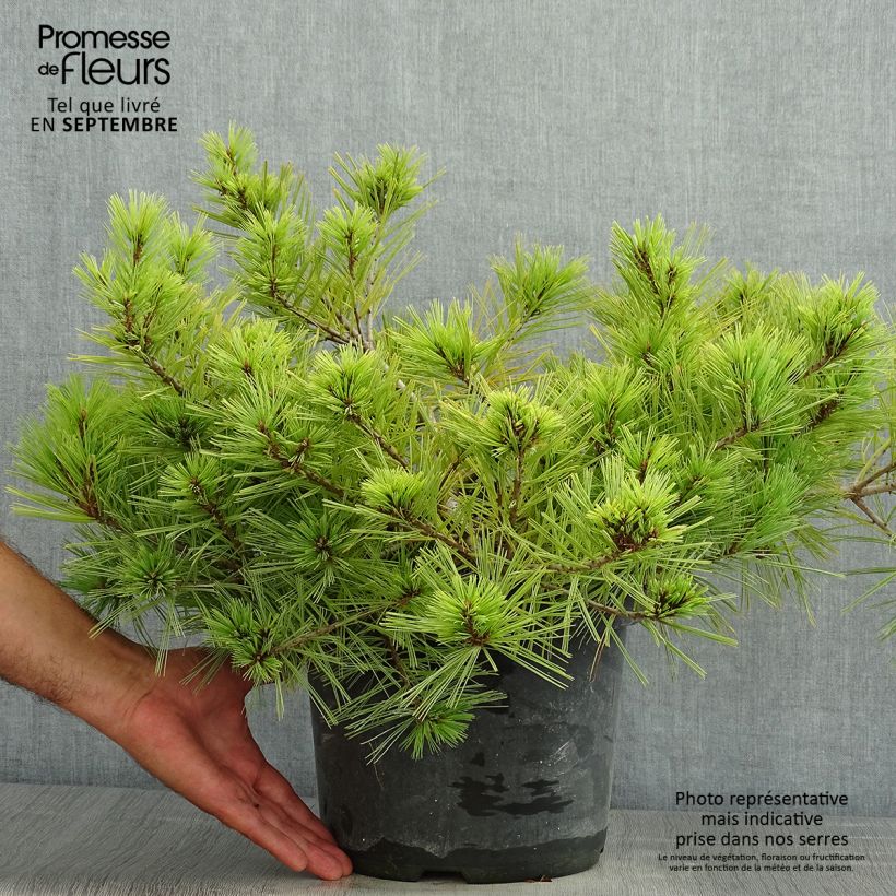 Exemplaar van Pinus strobus Minima - Weymouthden Pot van 7,5 l/10 l zoals geleverd in de zomer