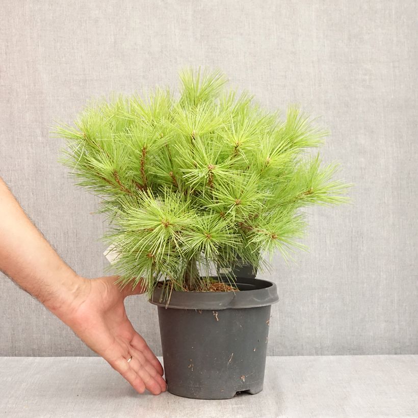 Exemplaar van Pinus strobus Minima - Weymouthden Pot van 2 l/3 l zoals geleverd in de zomer