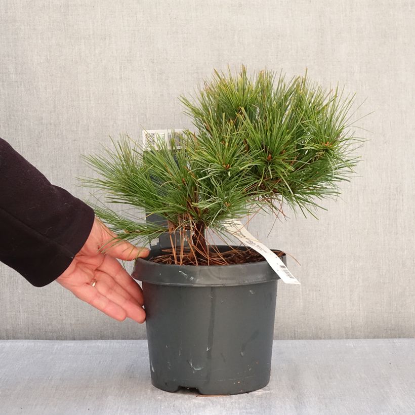 Exemplaar van Pinus strobus Minima - Weymouthden Pot van 2 l/3 l zoals geleverd in de winter