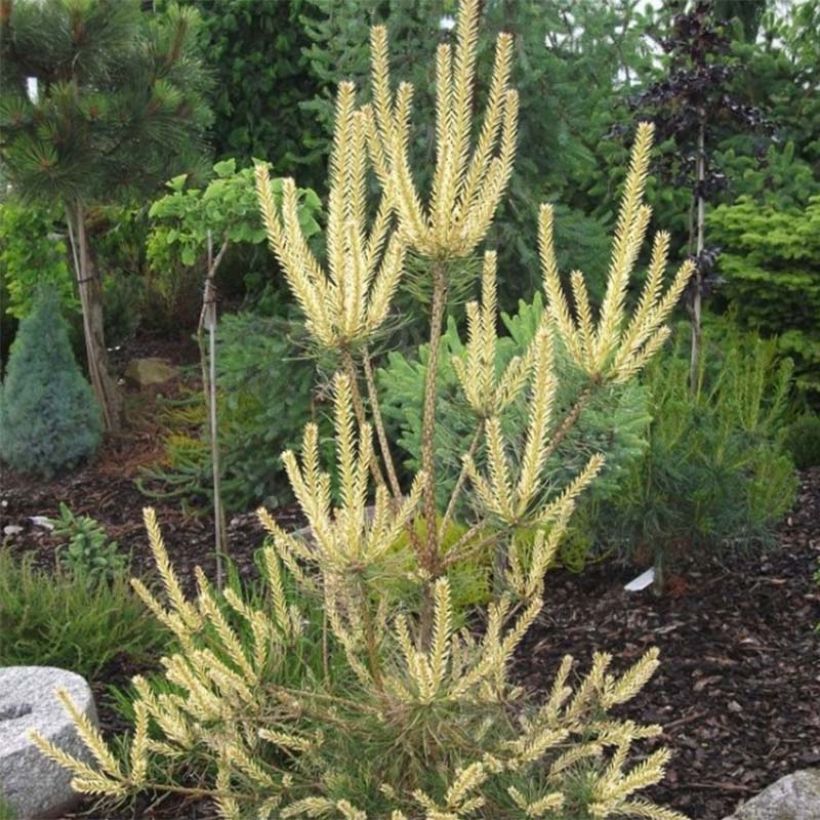 Pinus sylvestris Bialogon - Grove den (Blad)