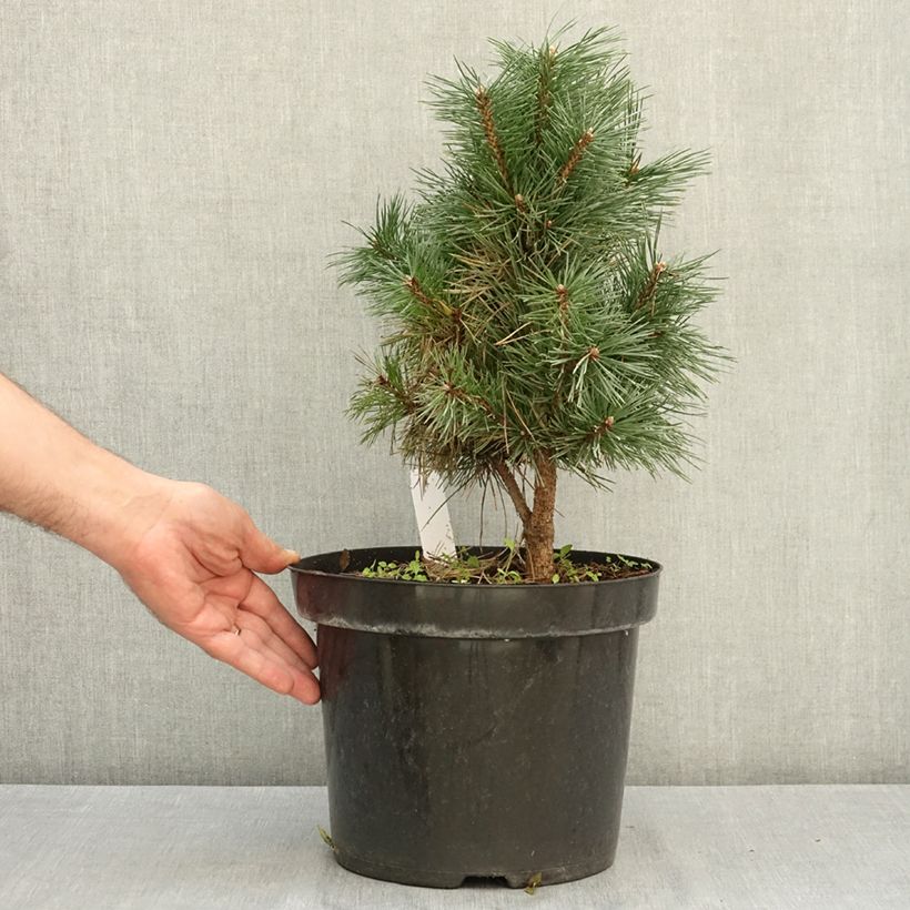 Exemplaar van Pinus sylvestris Watereri - Grove den Pot van 7,5 l/10 l zoals geleverd in de zomer