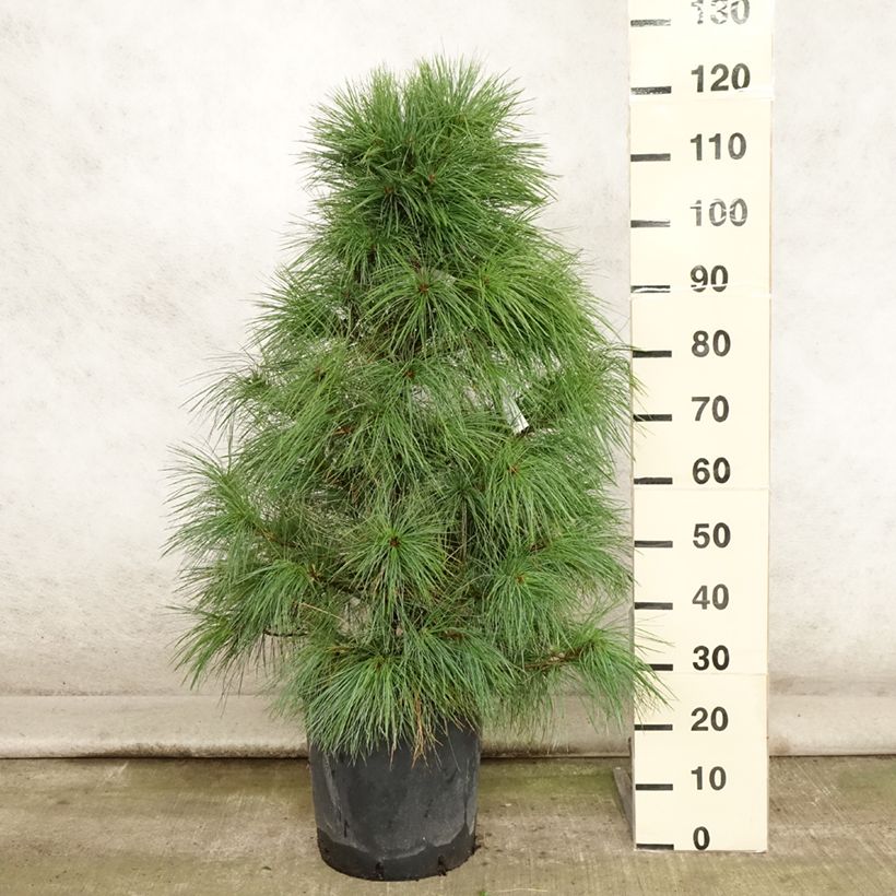Exemplaar van Pinus wallichiana - Tranenden Pot van 18 l/20 l zoals geleverd in de zomer
