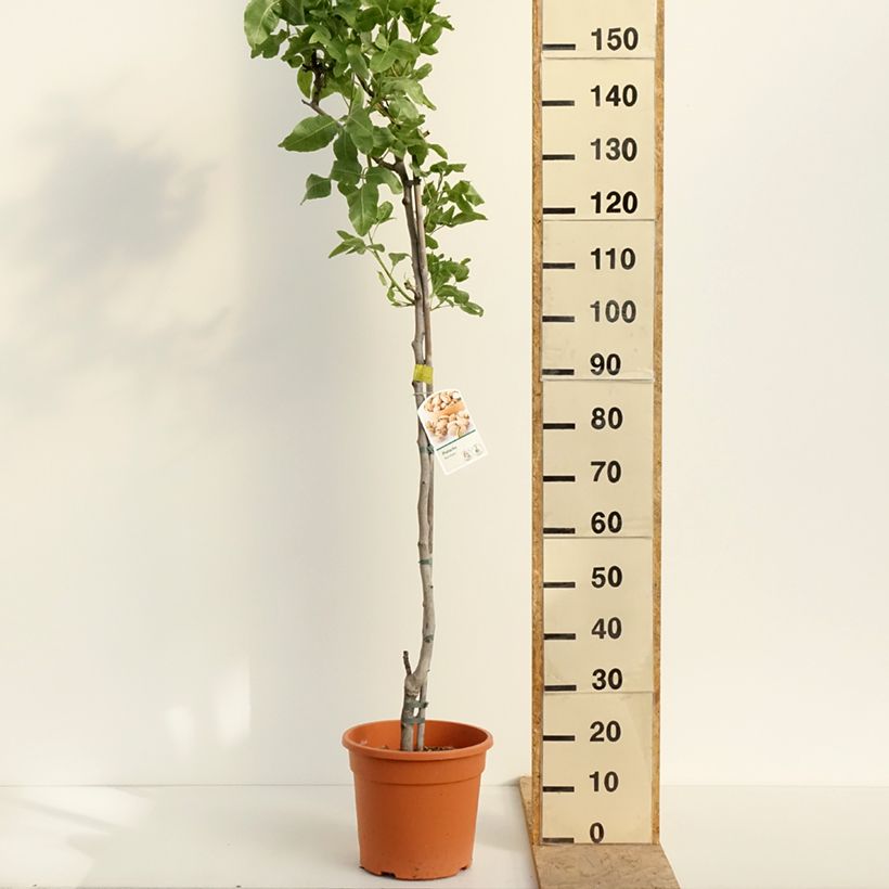 Exemplaar van Pistacheboom Kerman (vrouwelijk) Pot van 7,5 l/10 l, Half-hoge stam zoals geleverd in de lente