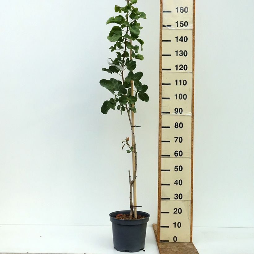 Exemplaar van Pistacheboom Peters (mannelijk) Pot van 7,5 l/10 l, Half-hoge stam zoals geleverd in de zomer