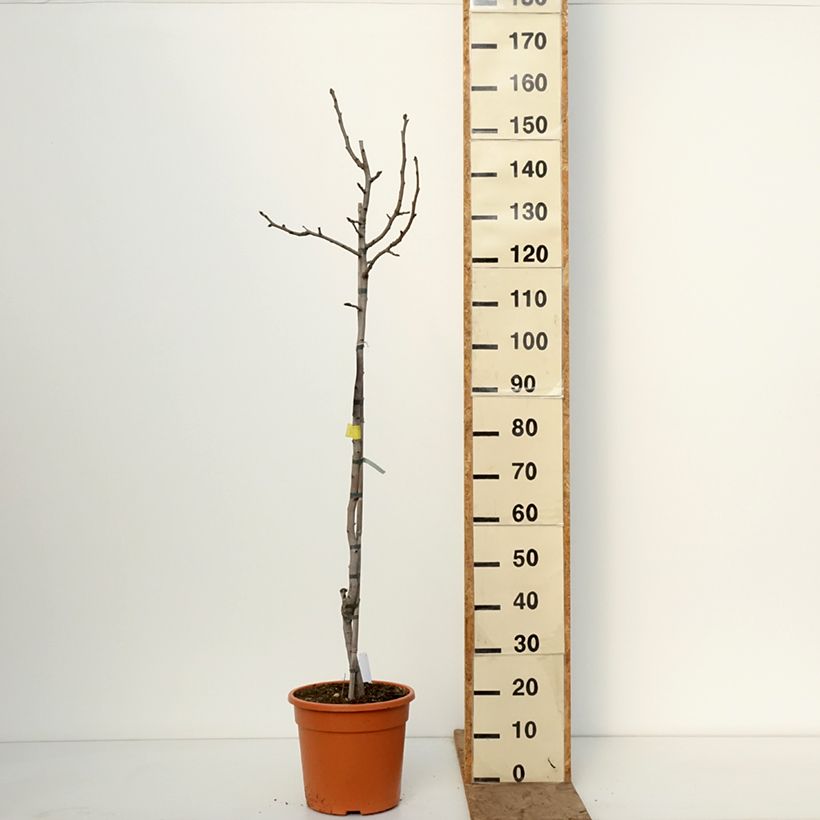 Exemplaar van Pistacheboom Peters (mannelijk) Pot van 7,5 l/10 l, Half-hoge stam zoals geleverd in de winter