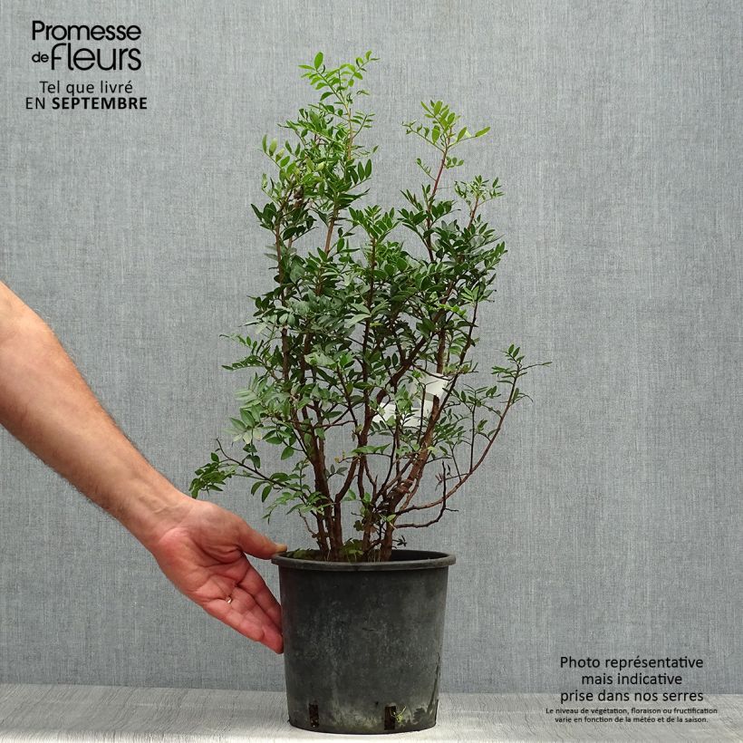 Exemplaar van Pistacia lentiscus - Mastiekboom Pot van 2 l/3 l zoals geleverd in de herfst