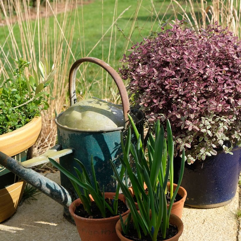 Pittosporum tenuifolium Bannow Bay - Australische laurier (Groeiplaats)