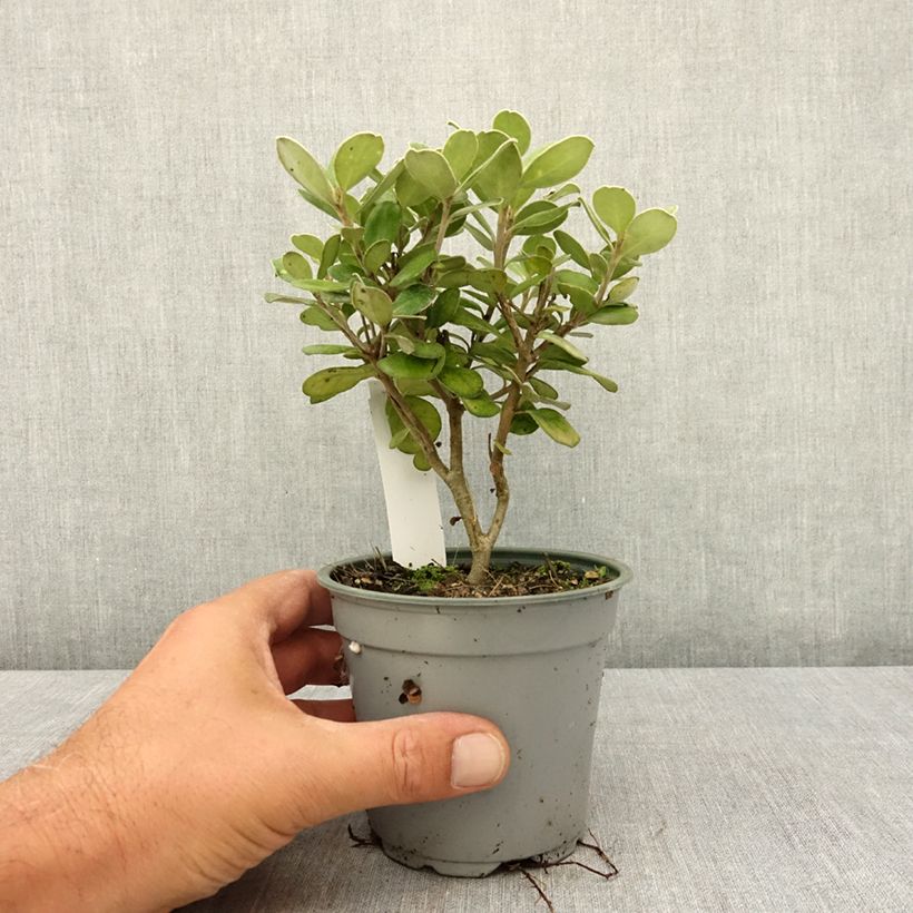 Exemplaar van Pittosporum crassifolium Pot Belly - Australische laurier Pot van 12 cm / 13 cm zoals geleverd in de zomer