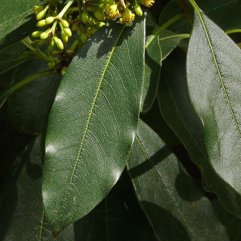 Pittosporum daphniphylloides - Australische laurier (Blad)