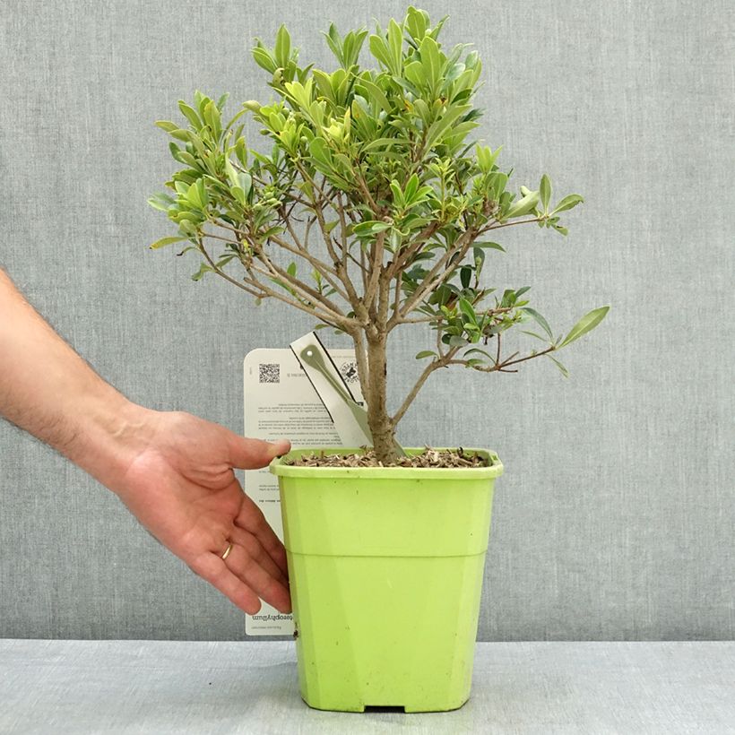 Exemplaar van Pittosporum Green Mound - Australische laurier Pot van 3 l/4 l zoals geleverd in de zomer