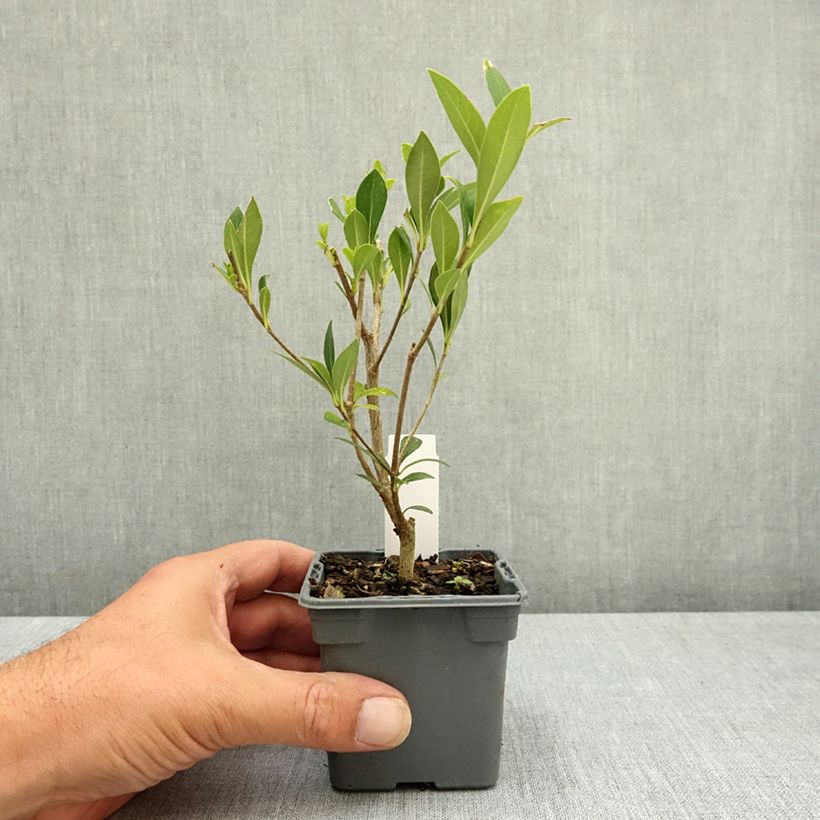 Exemplaar van Pittosporum heterophyllum - Australische laurier Kweekpotje van 8/9 cm zoals geleverd in de zomer