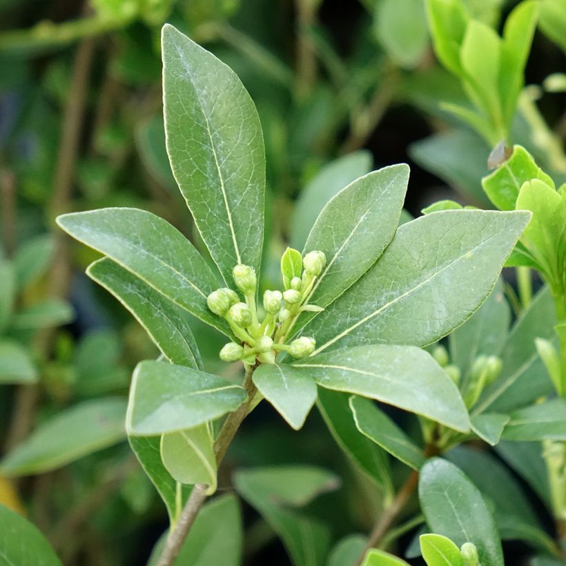 Pittosporum heterophyllum Quissac - Australische laurier (Blad)