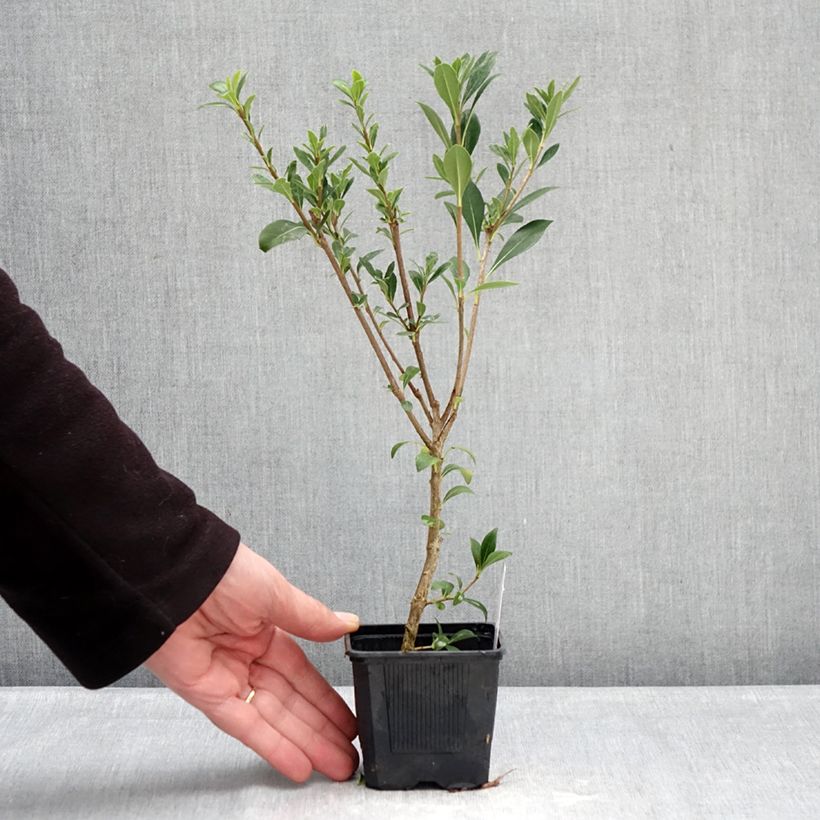 Exemplaar van Pittosporum heterophyllum Quissac - Australische laurier Kweekpotje van 8/9 cm zoals geleverd in de winter