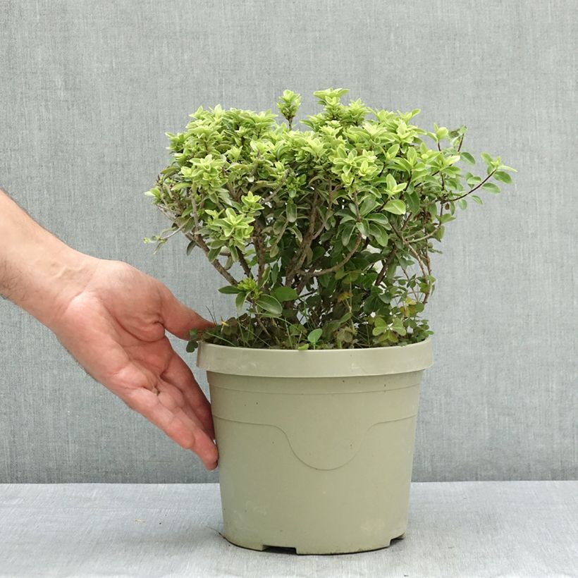 Exemplaar van Pittosporum Orbitea - Australische laurier Pot van 3 l/4 l zoals geleverd in de zomer