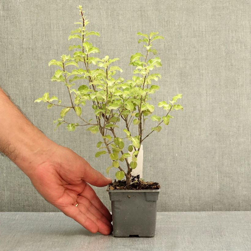 Exemplaar van Pittosporum tenuifolium Abbotsbury Gold - Australische laurier Kweekpotje van 8/9 cm zoals geleverd in de zomer