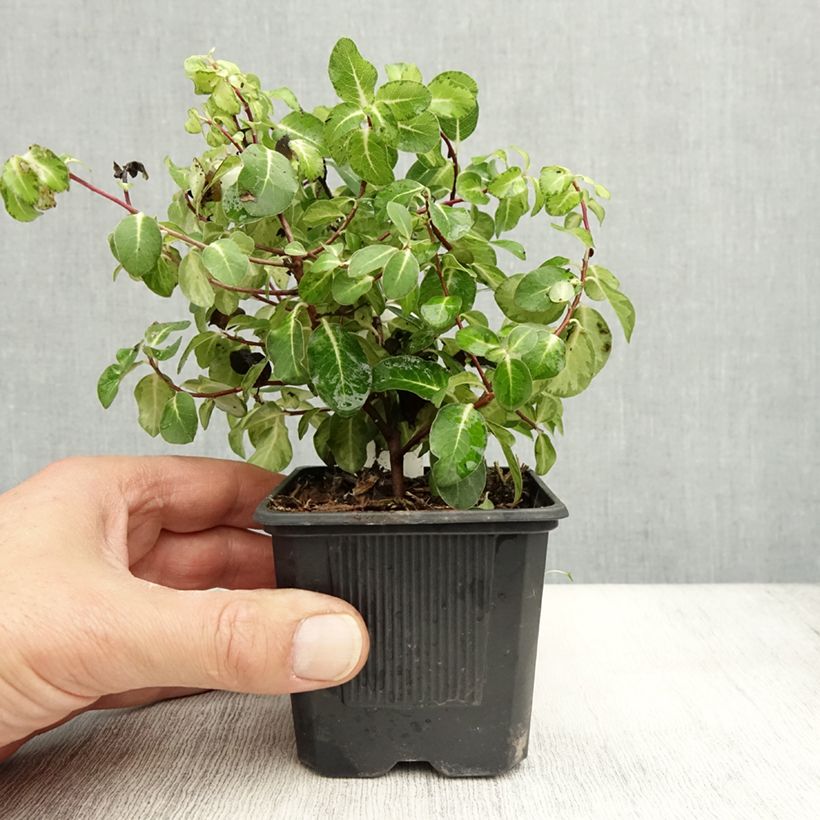 Exemplaar van Pittosporum tenuifolium Brin de Soleil - Australische laurier Kweekpotje van 8/9 cm zoals geleverd in de herfst