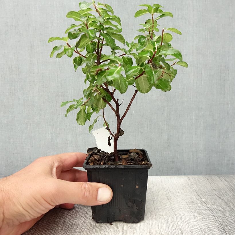 Exemplaar van Pittosporum tenuifolium Brin de Soleil - Australische laurier Kweekpotje van 8/9 cm zoals geleverd in de zomer