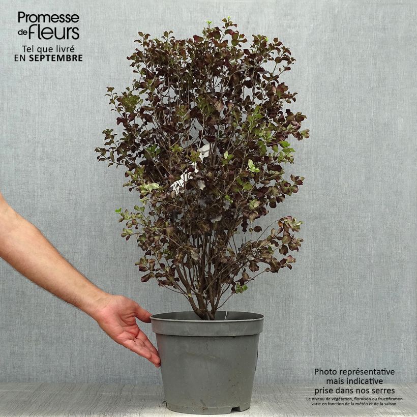 Exemplaar van Pittosporum tenuifolium Dark Diva - Australische laurier Pot van 4 l/5 l zoals geleverd in de herfst
