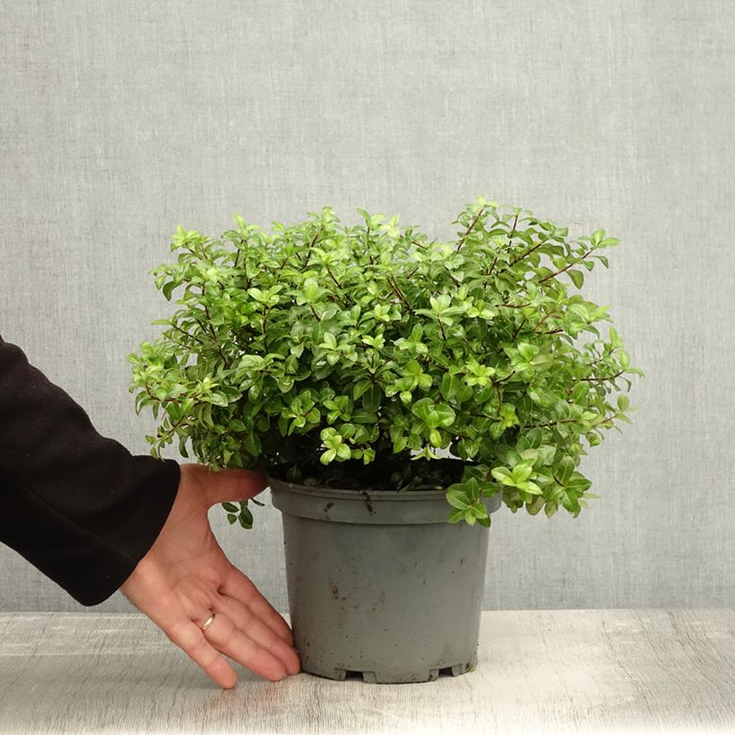 Exemplaar van Pittosporum tenuifolium Golden Ball - Australische laurier Pot van 2 l/3 l zoals geleverd in de herfst