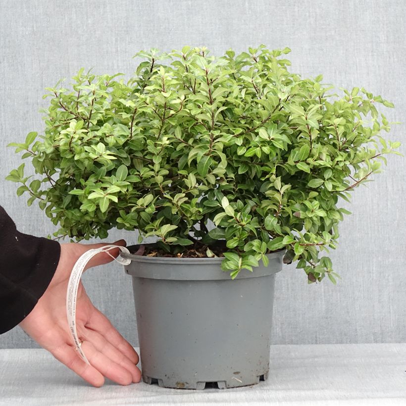 Exemplaar van Pittosporum tenuifolium Golden Ball - Australische laurier Pot van 2 l/3 l zoals geleverd in de winter