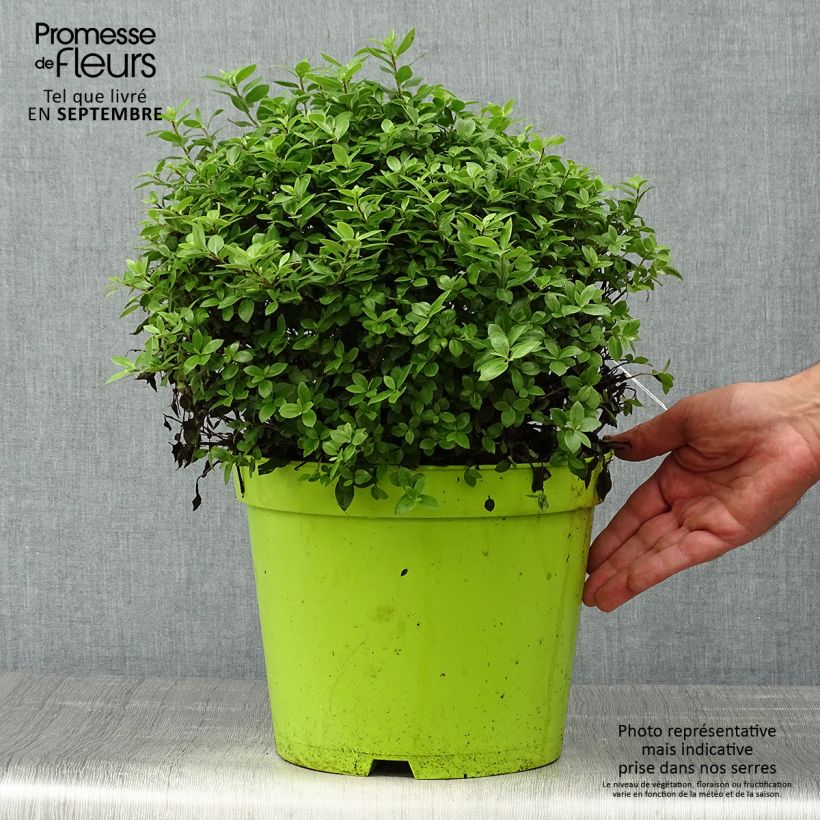 Exemplaar van Pittosporum tenuifolium Golf ball - Pittosporum à petites feuilles Pot de 7,5L/10L, Boule, Boule 30/40 zoals geleverd in de herfst