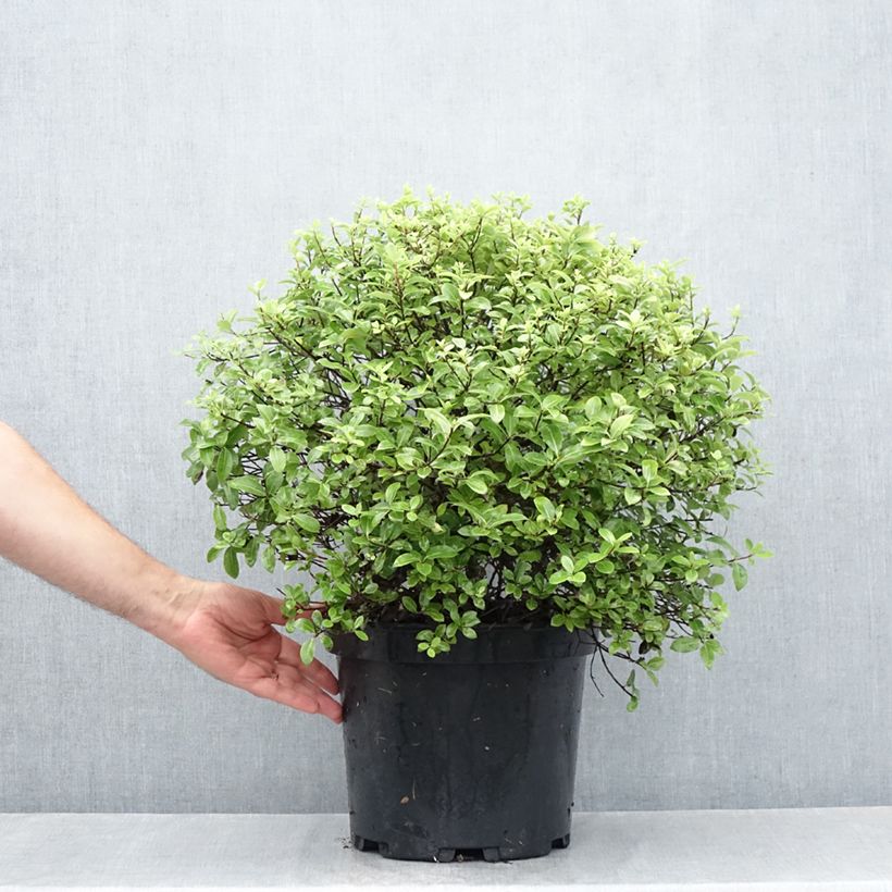 Exemplaar van Pittosporum tenuifolium Golf Ball - Australische laurier Pot van 7,5 l/10 l, Bolboom zoals geleverd in de zomer