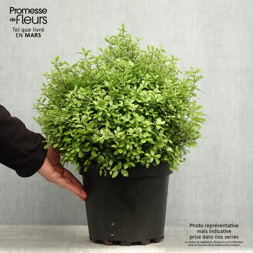 Exemplaar van Pittosporum tenuifolium Golf Ball - Australische laurier Pot van 7,5 l/10 l, Bolboom zoals geleverd in de lente
