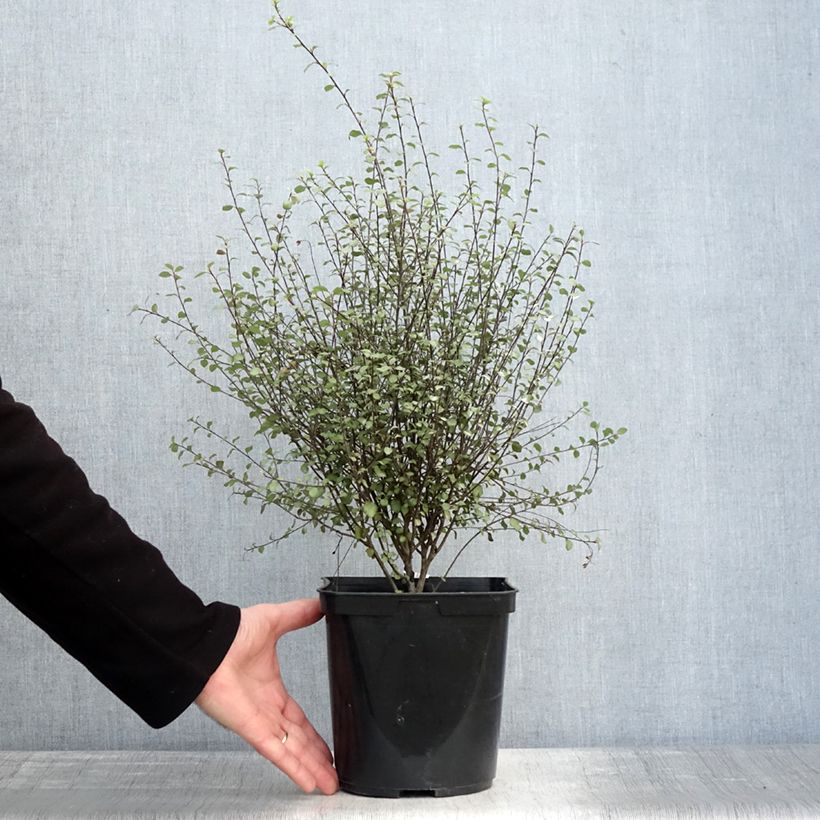 Exemplaar van Pittosporum tenuifolium Green Elf Pot de 4L/5L zoals geleverd in de winter