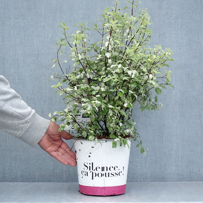 Exemplaar van Pittosporum tenuifolium Irene Patterson - Australische laurier Pot van 4 l/5 l zoals geleverd in de zomer