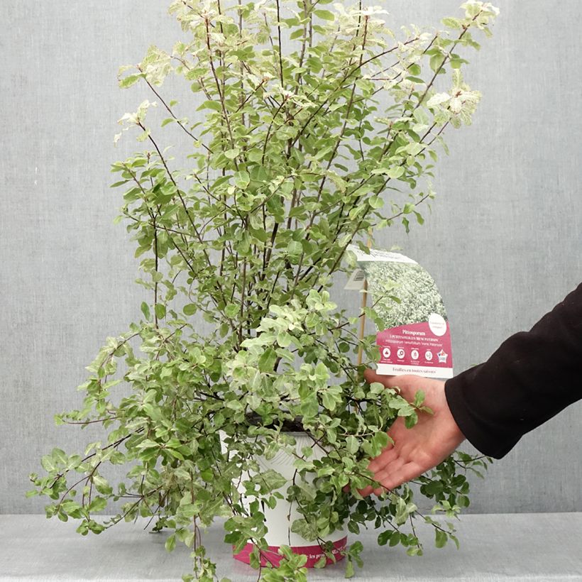 Exemplaar van Pittosporum tenuifolium Irene Patterson - Australische laurier Pot van 4 l/5 l zoals geleverd in de lente