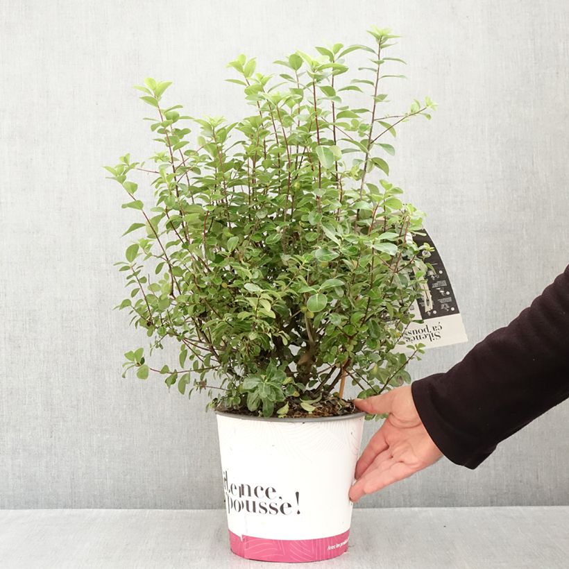 Exemplaar van Pittosporum tenuifolium Irish Luck - Australische laurier Pot van 2 l/3 l zoals geleverd in de herfst
