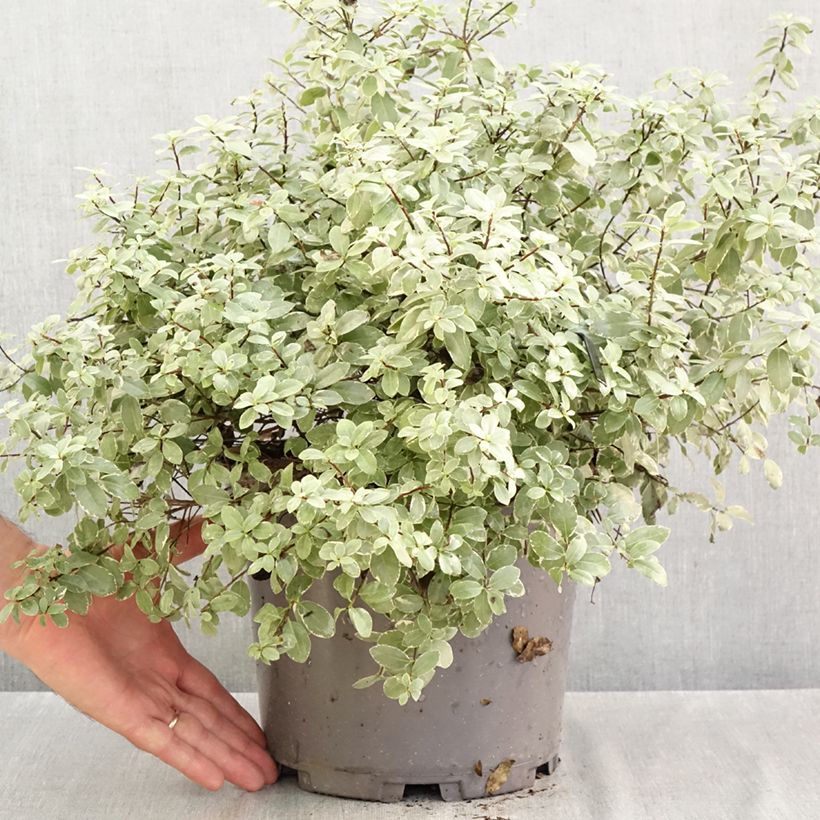 Exemplaar van Pittosporum tenuifolium Silver Ball - Australische laurier Pot van 7,5 l/10 l, Bolboom zoals geleverd in de herfst