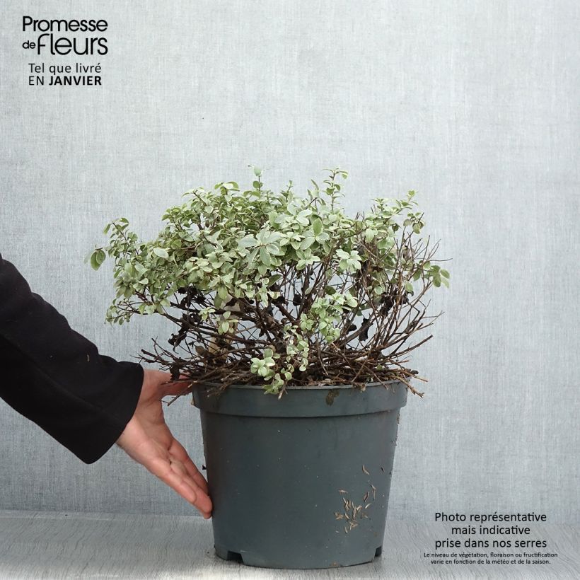 Exemplaar van Pittosporum tenuifolium Silver Ball Pot de 7,5L/10L, Boule, Boule 30/40 zoals geleverd in de winter