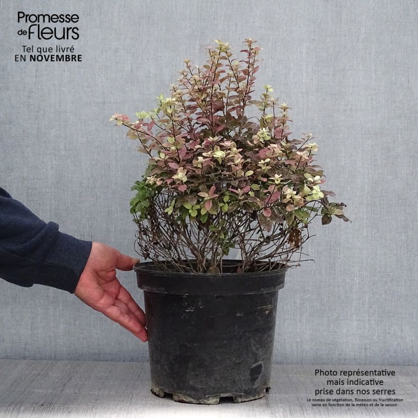 Exemplaar van Pittosporum tenuifolium Tom Thumb - Australische laurier Pot van 6 l/7 l zoals geleverd in de herfst