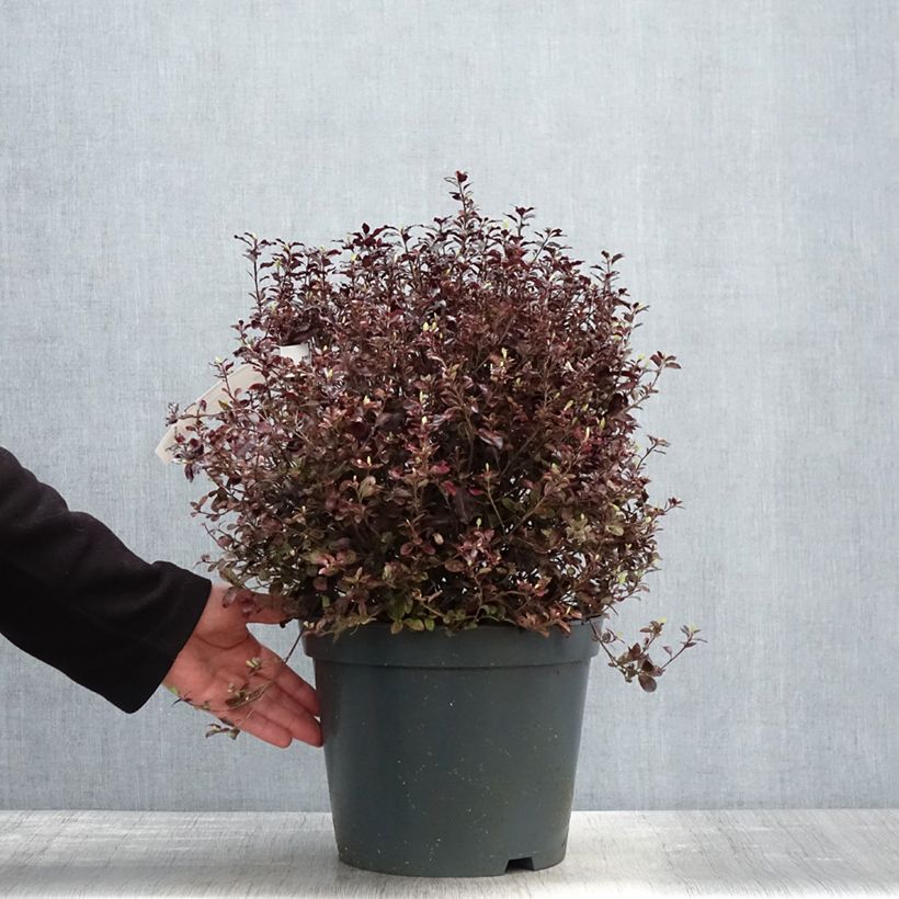 Example of Pittosporum tenuifolium Tom Thumb - Australische laurier Pot van 6 l/7 l as you get in printemps