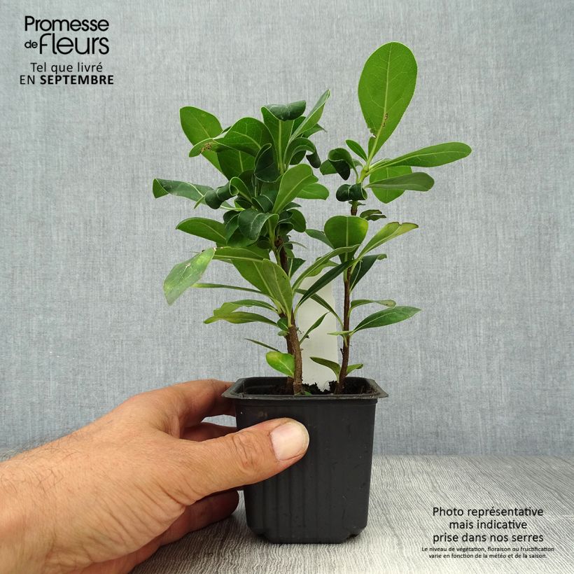 Exemplaar van Pittosporum tobira - Kleefzaad Kweekpotje van 8/9 cm zoals geleverd in de herfst