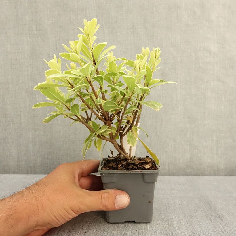 Exemplaar van Pittosporum tobira Neige du mont Ventoux - Kleefzaad Kweekpotje van 8/9 cm zoals geleverd in de zomer