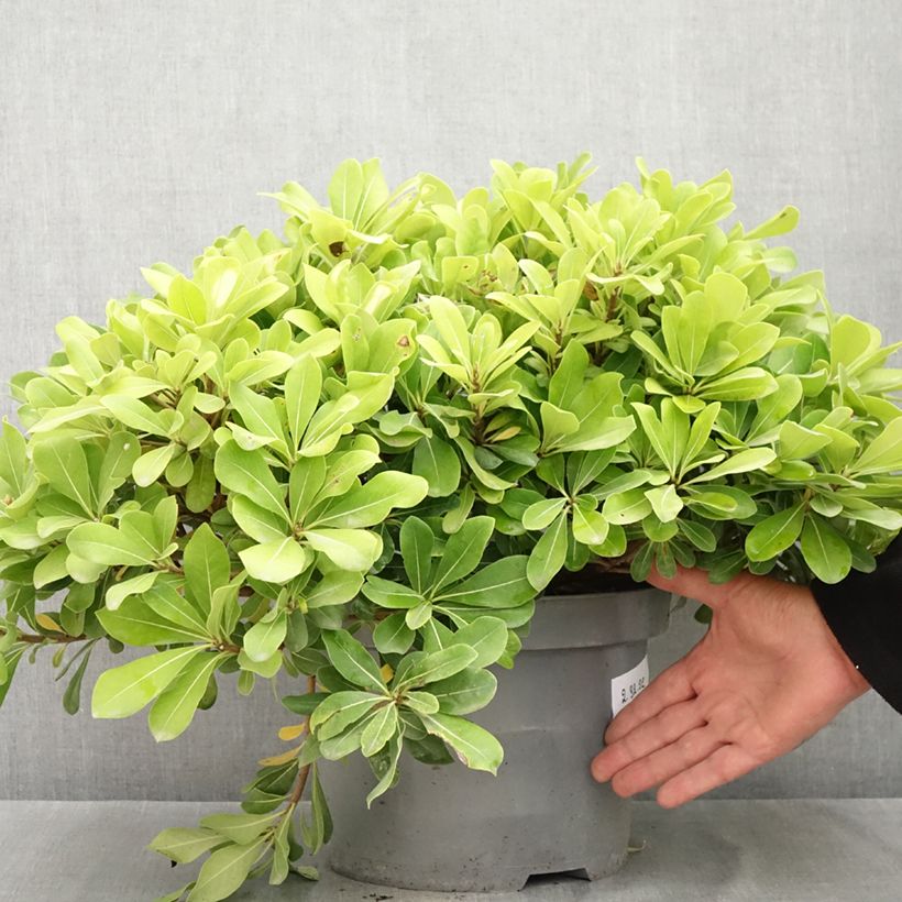 Exemplaar van Pittosporum tobira Nanum - Kleefzaad Pot van 7,5 l/10 l zoals geleverd in de zomer