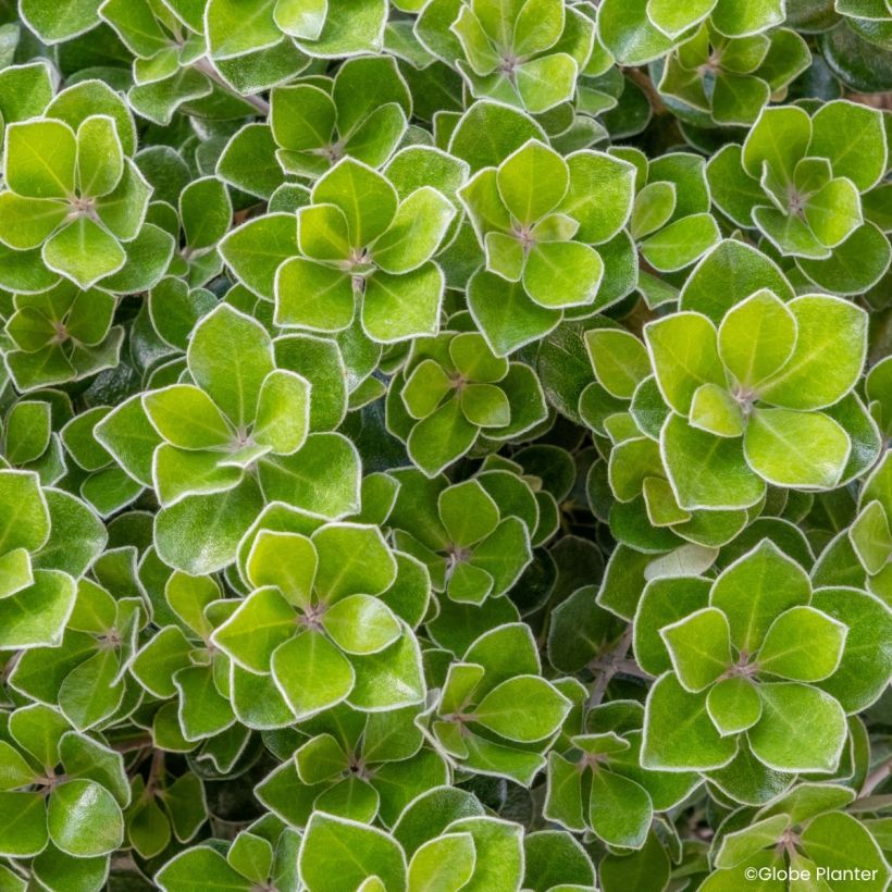 Pittosporum crassifolium Pot Belly - Australische laurier (Blad)
