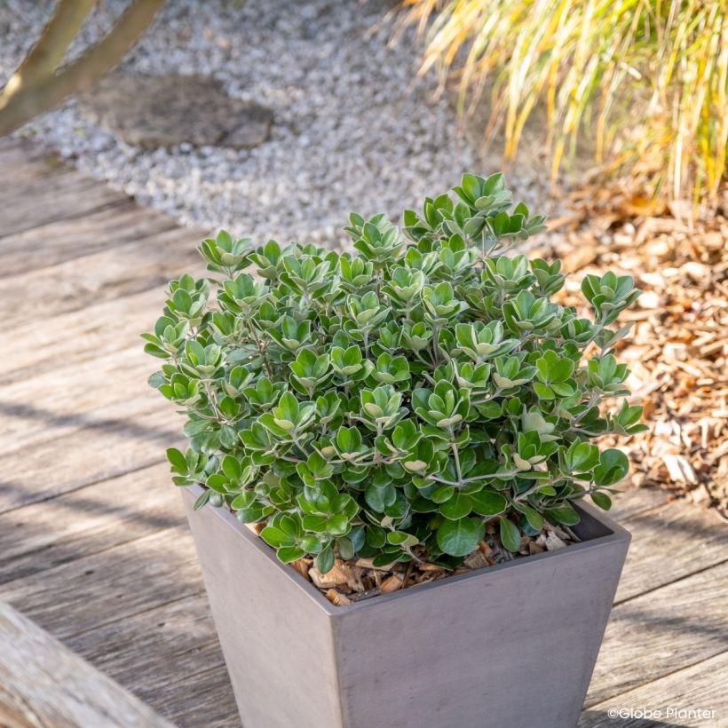 Pittosporum crassifolium Pot Belly - Australische laurier (Groeiplaats)