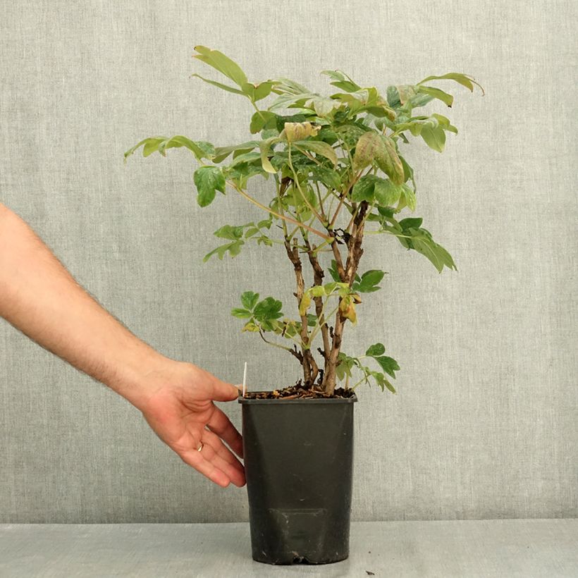 Exemplaar van Paeonia suffruticosa Bai Yuan Hong Xia - Boompioen Pot van 2 l/3 l zoals geleverd in de zomer